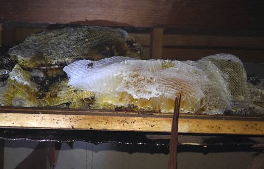 ミツバチの巣屋根裏落下
